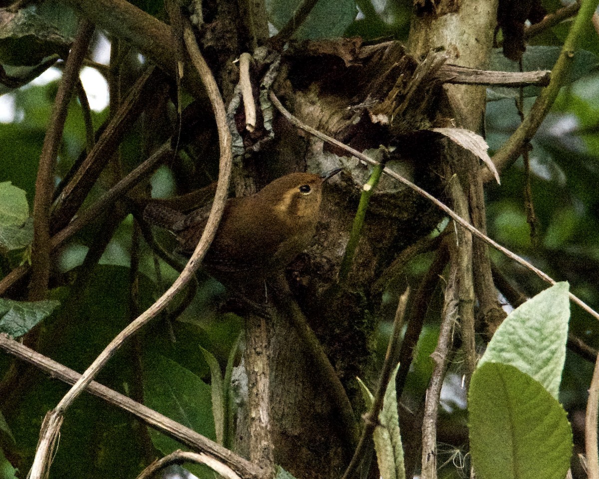 Ochraceous Wren - Larry Waddell