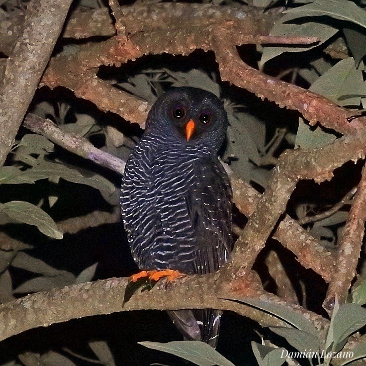 Black-banded Owl - Damian Lozano