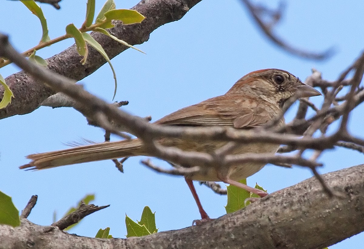 Rufous-crowned Sparrow - ML43222401