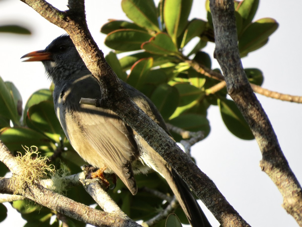 Mauritius Bulbul - ML432224021