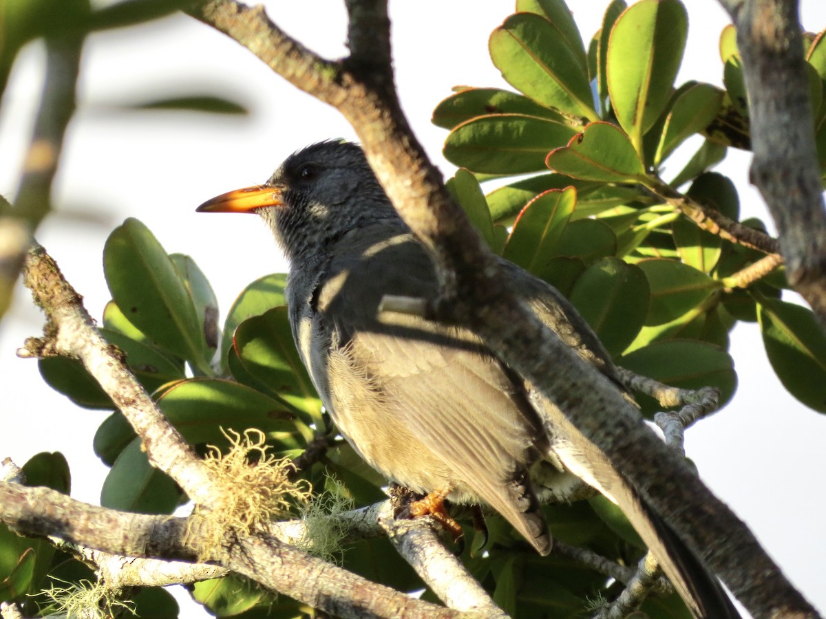 Mauritius-Rotschnabelbülbül - ML432224031