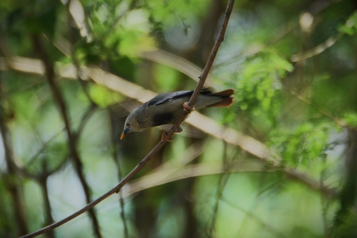 Chestnut-tailed Starling - ML432224081