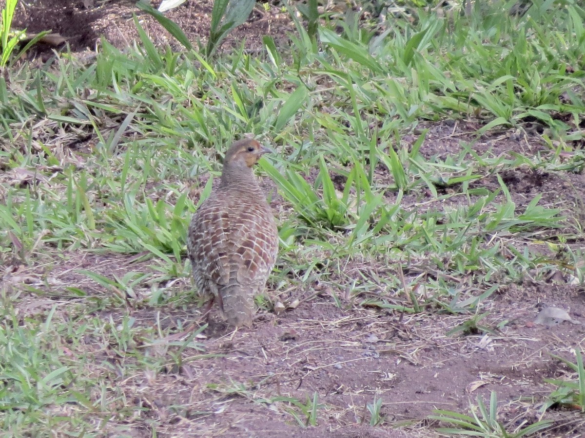 Francolin gris - ML432224341