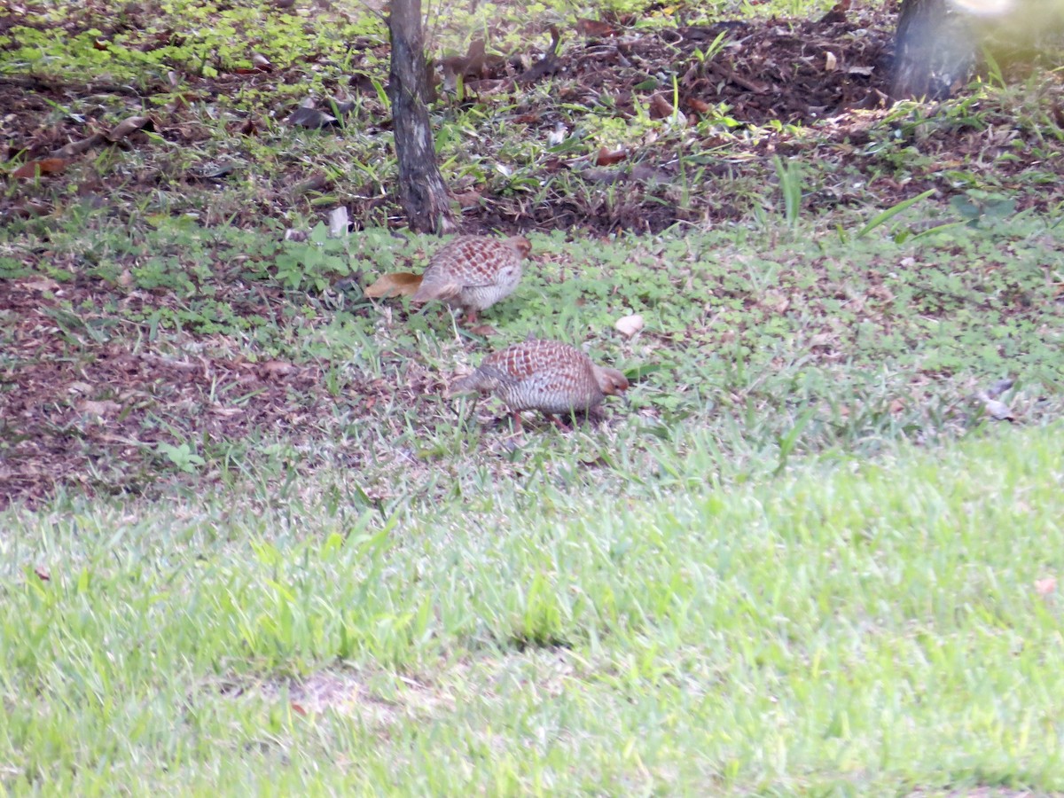 Gray Francolin - ML432224351