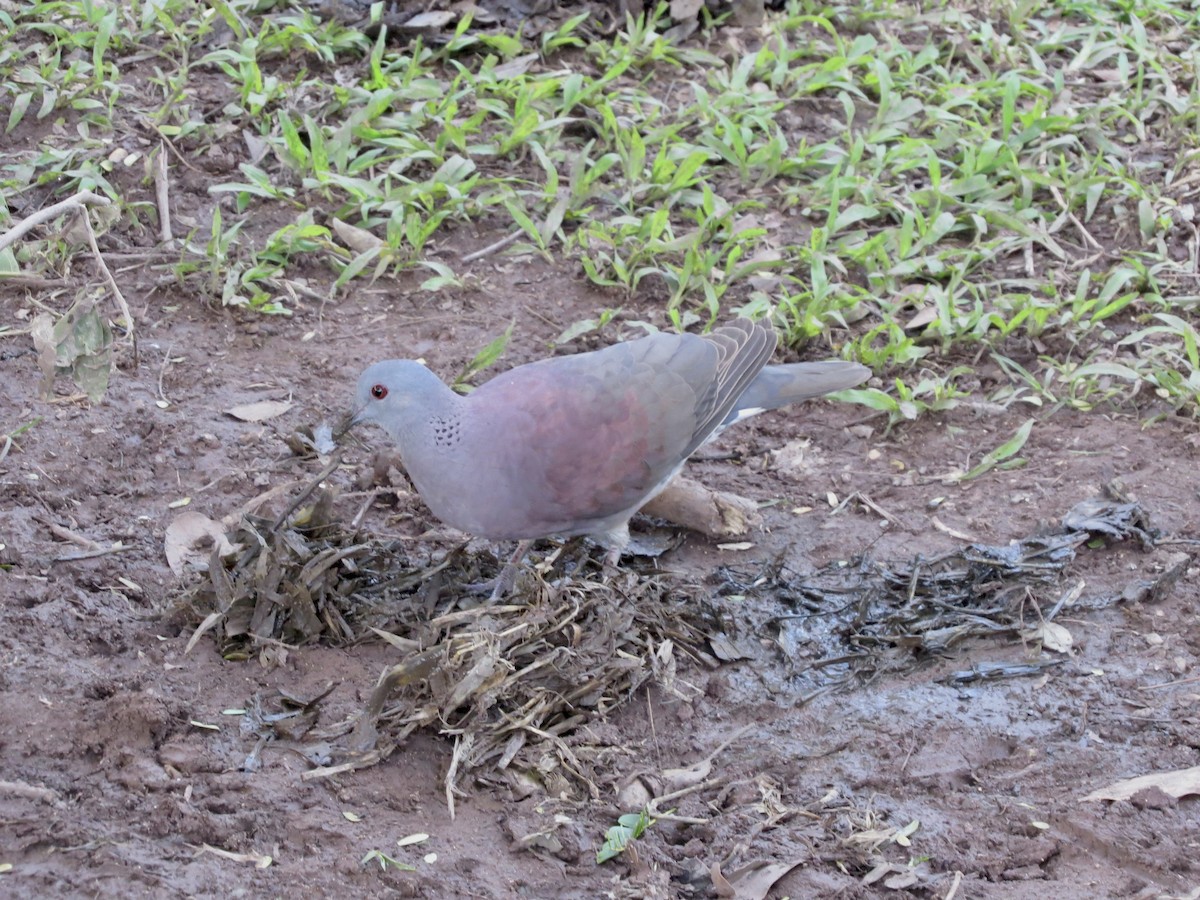 Pigeon de Madagascar - ML432224711