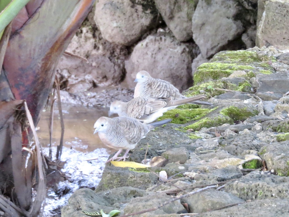 Zebra Dove - ML432224851