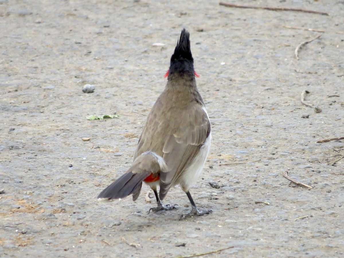 Red-whiskered Bulbul - ML432224881