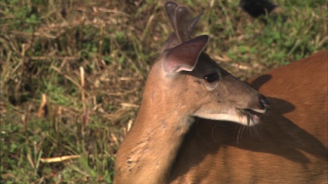 White-tailed Deer - ML432226