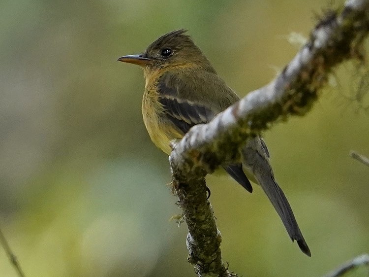 Ochraceous Pewee - Carlos Ulate