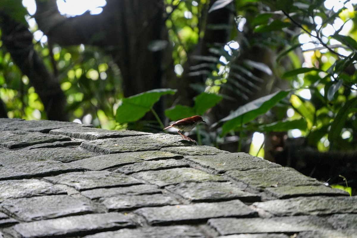 Ryukyu Robin - ML432226421