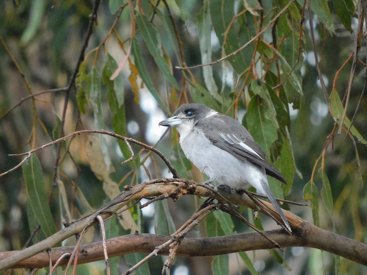 Gray Butcherbird - ML432226711