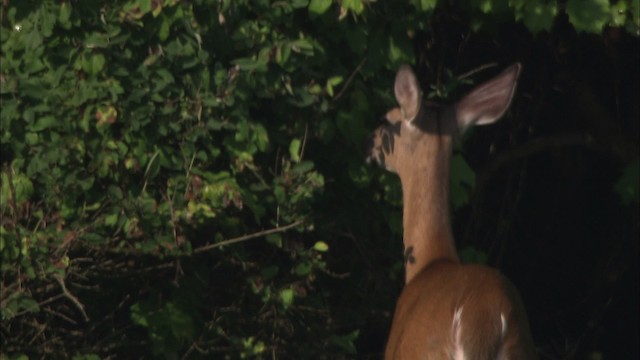 White-tailed Deer - ML432227