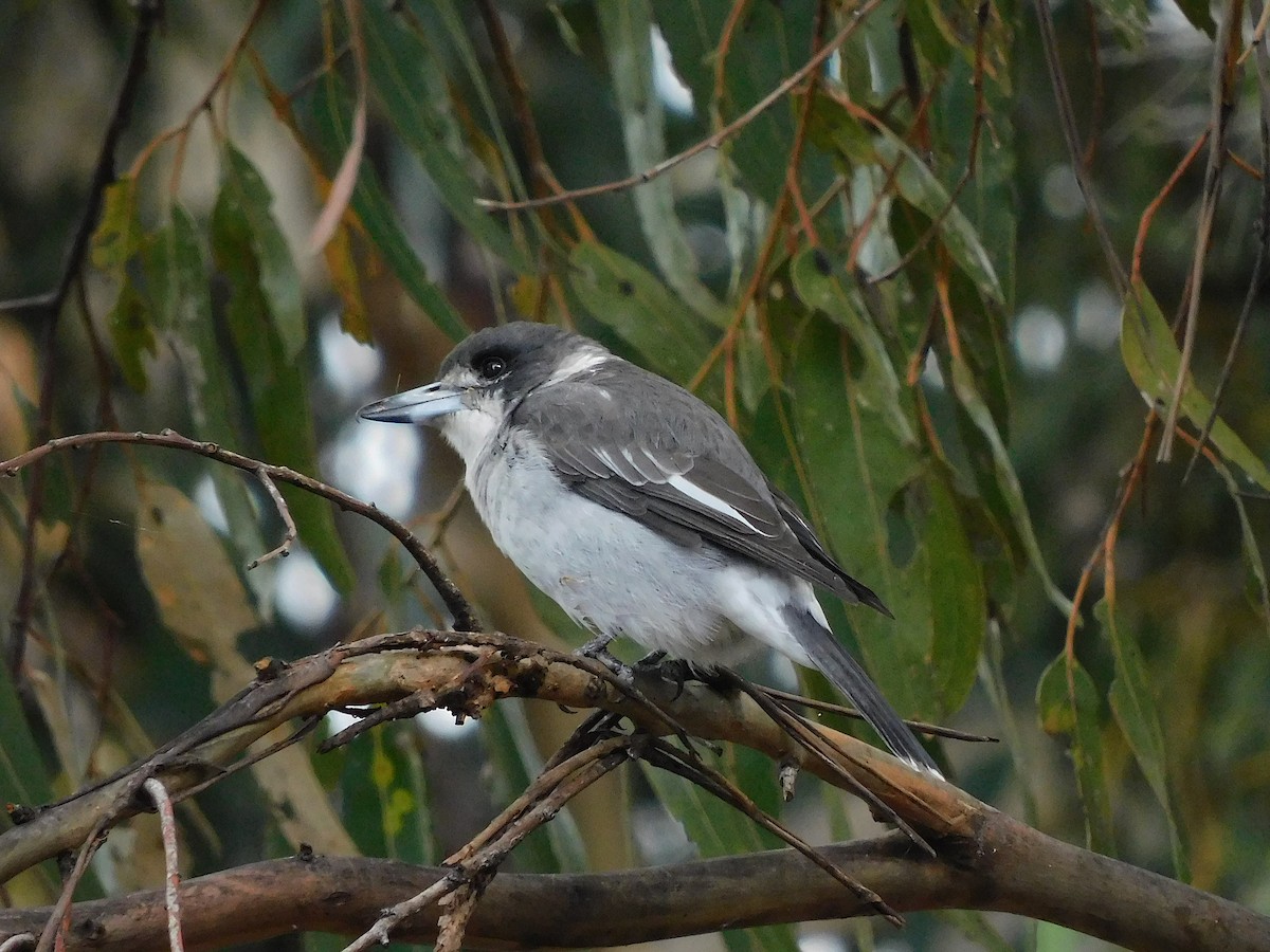 Gray Butcherbird - ML432227041