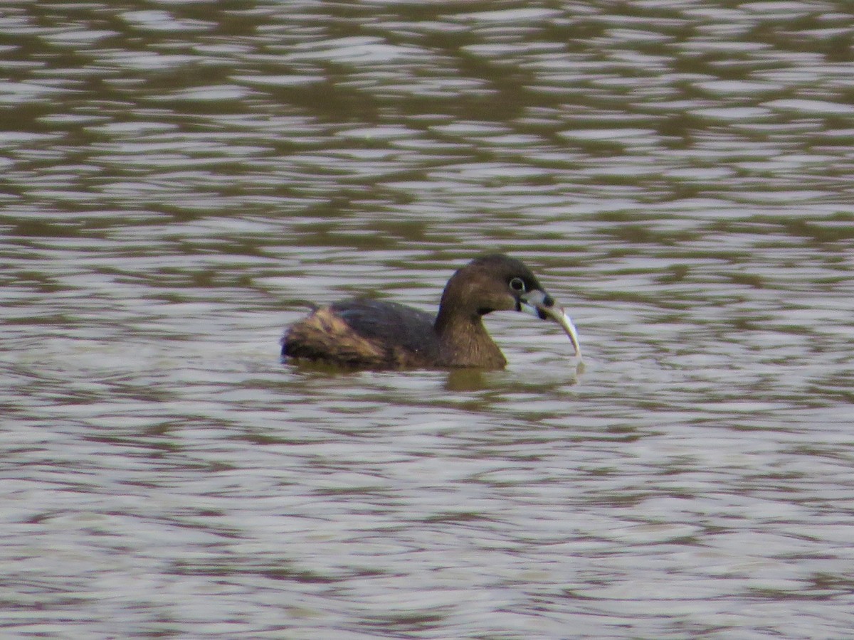 Pied-billed Grebe - ML432227451