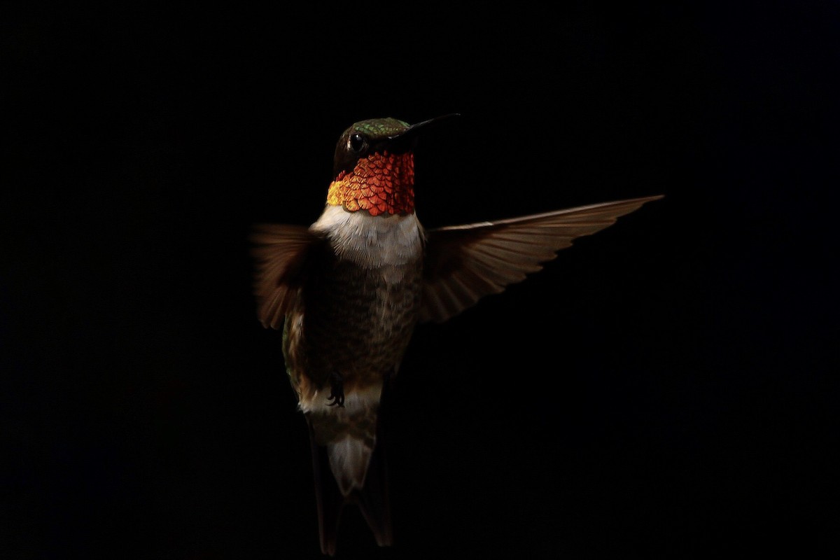 Ruby-throated Hummingbird - C Buchanan