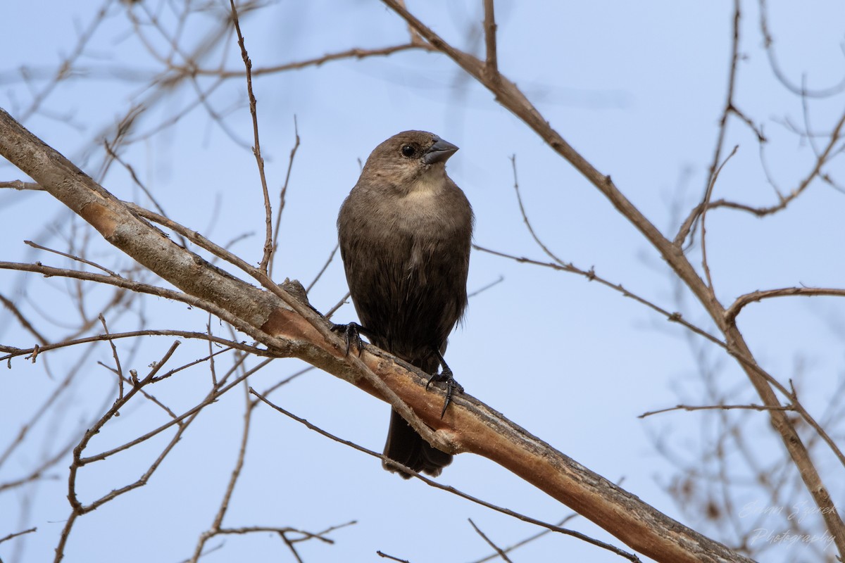 Brown-headed Cowbird - ML432227551