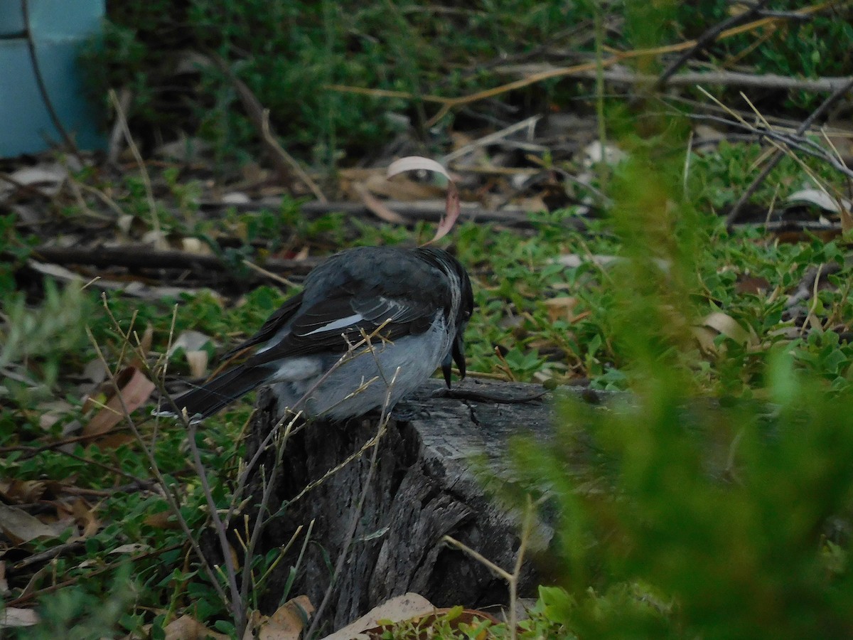 Gray Butcherbird - George Vaughan