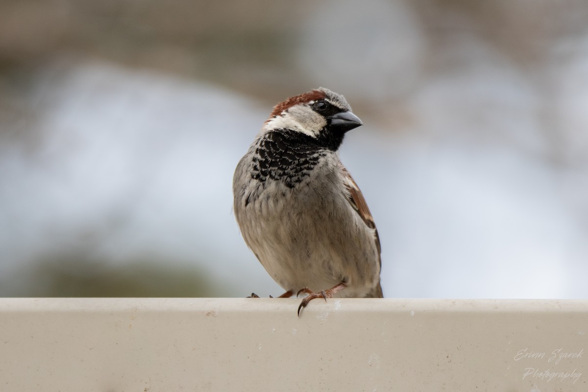 House Sparrow - ML432227671