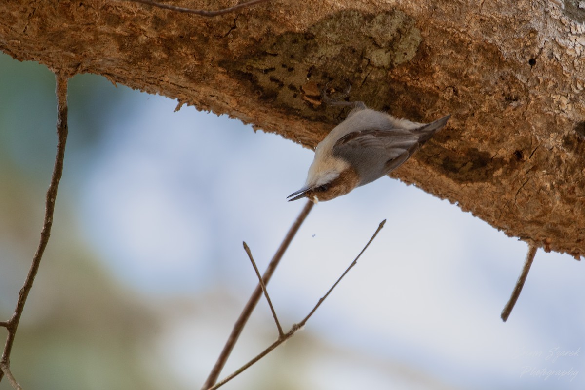 Brown-headed Nuthatch - ML432228381