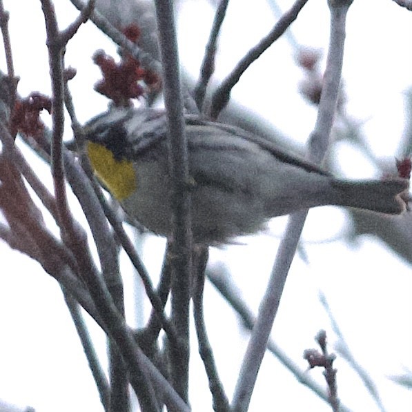 Yellow-throated Warbler - Patrick Taylor