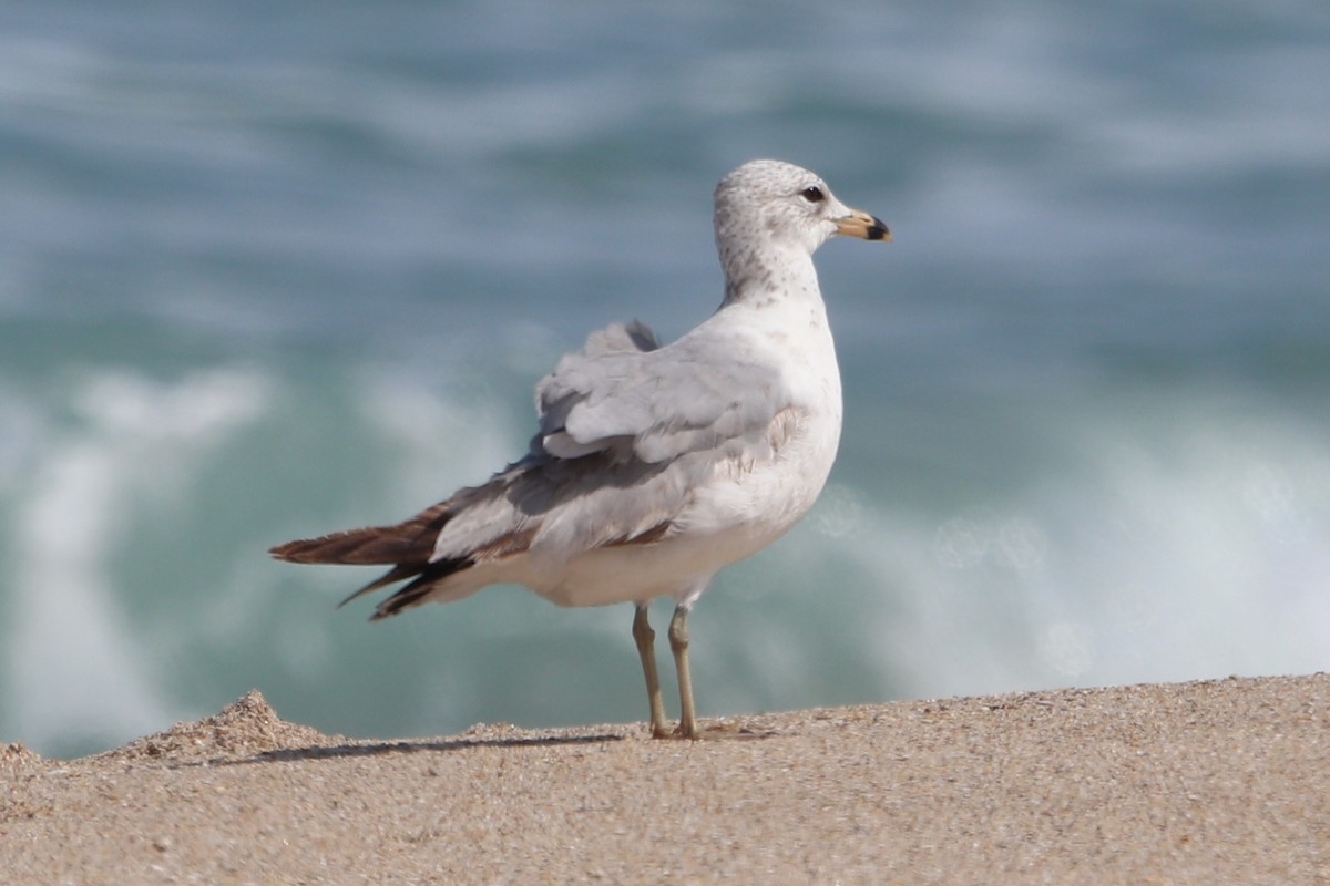 Ring-billed Gull - ML432228661