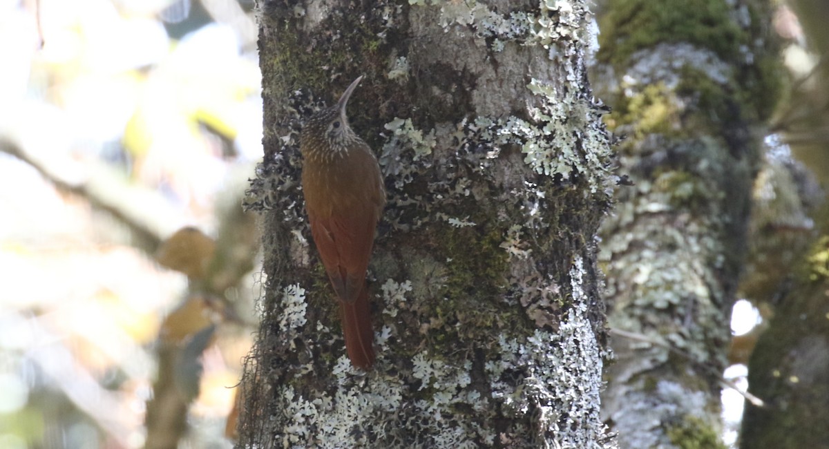 prikkronetreløper - ML432229961