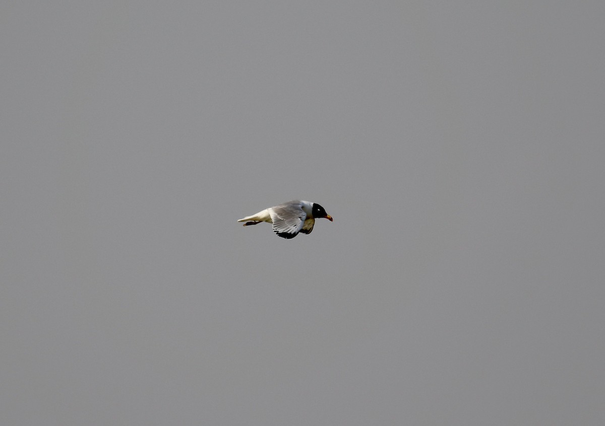 Pallas's Gull - ML432231051