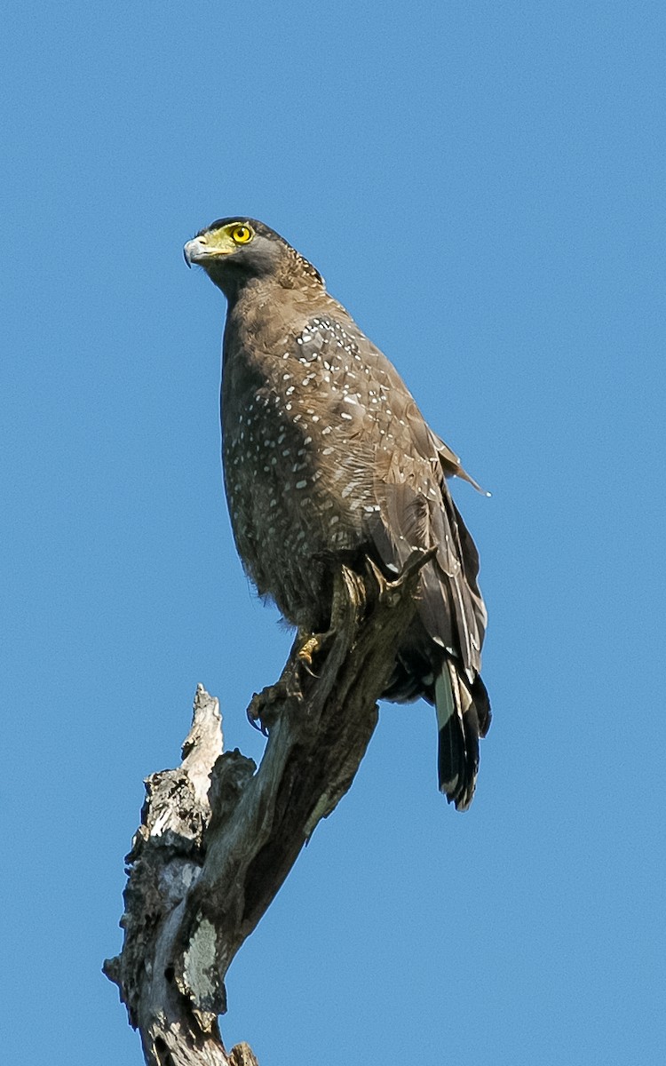 Crested Serpent-Eagle - ML432233221