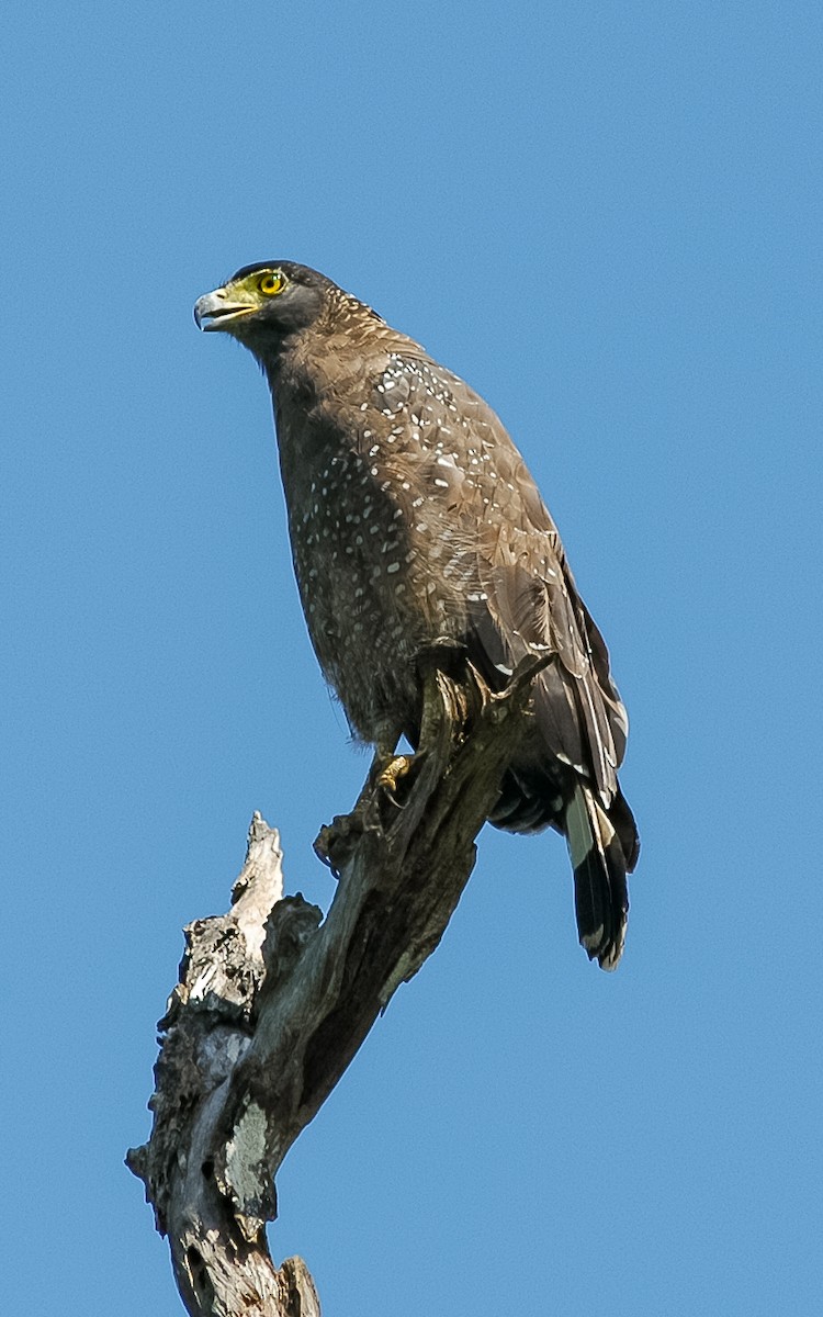 Crested Serpent-Eagle - ML432233241