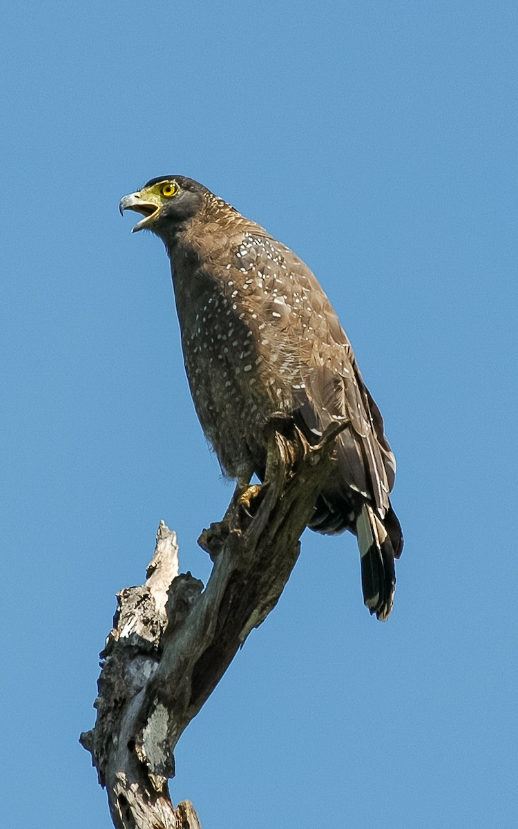 Crested Serpent-Eagle - ML432233271