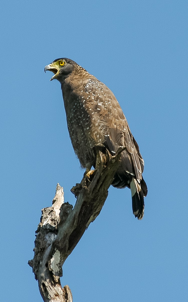Crested Serpent-Eagle - ML432233301
