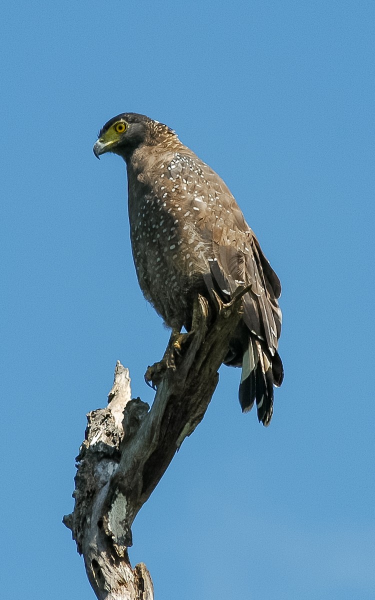 Crested Serpent-Eagle - ML432233351