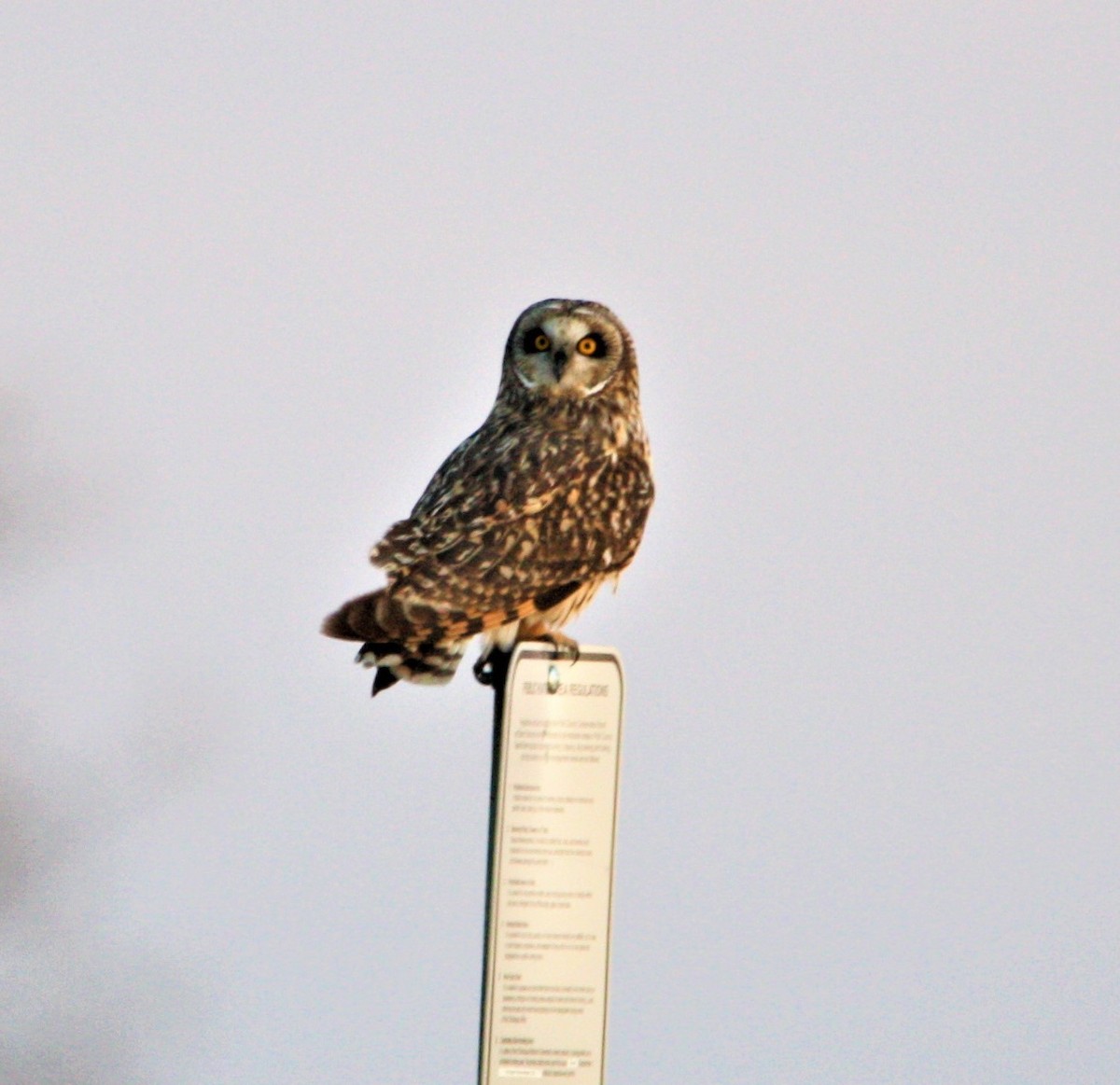 Hibou des marais - ML432235171