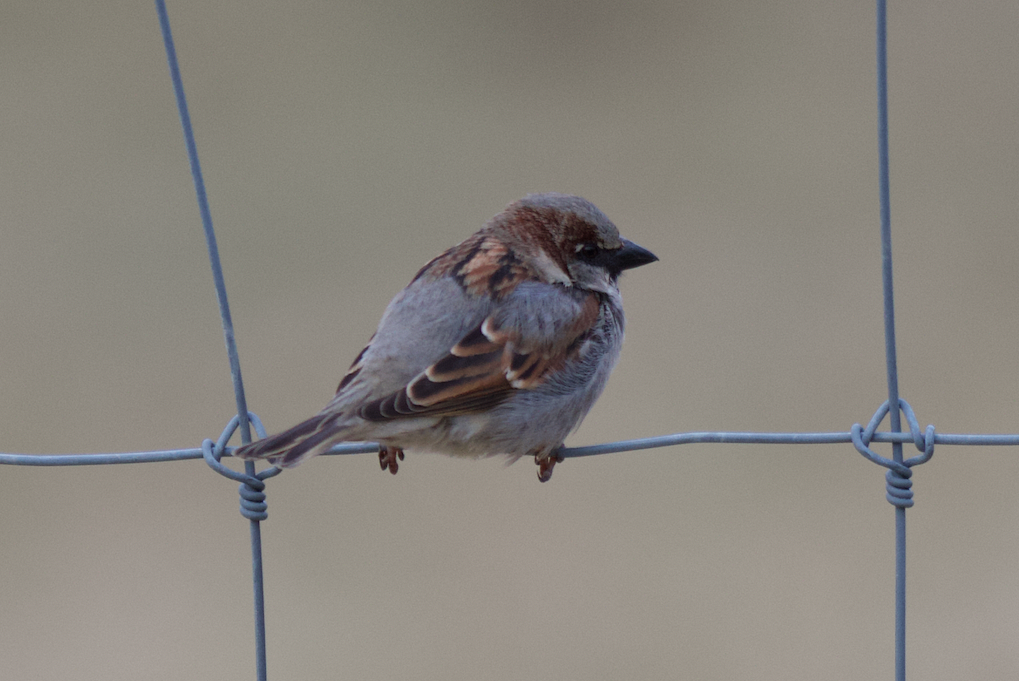 House Sparrow - ML432235271