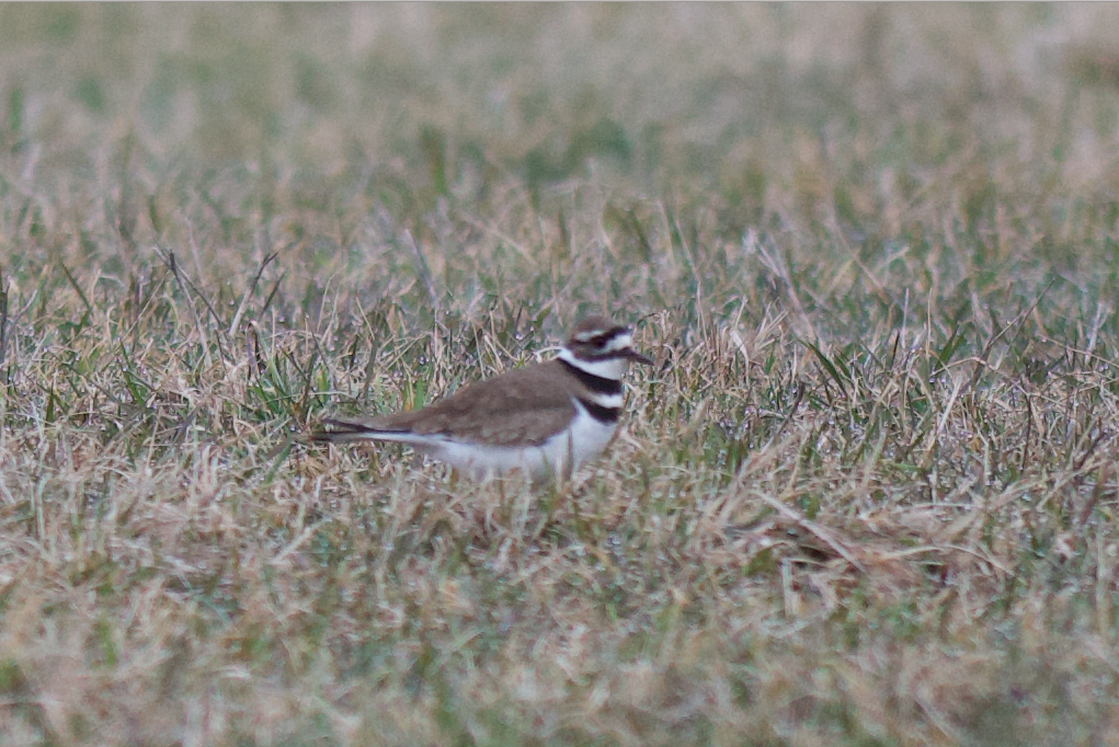 Killdeer - ML432235411