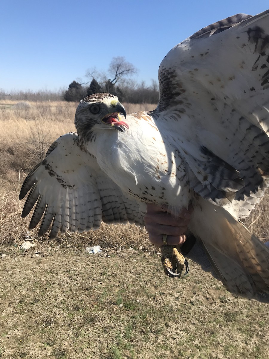 Red-tailed Hawk - ML432235501