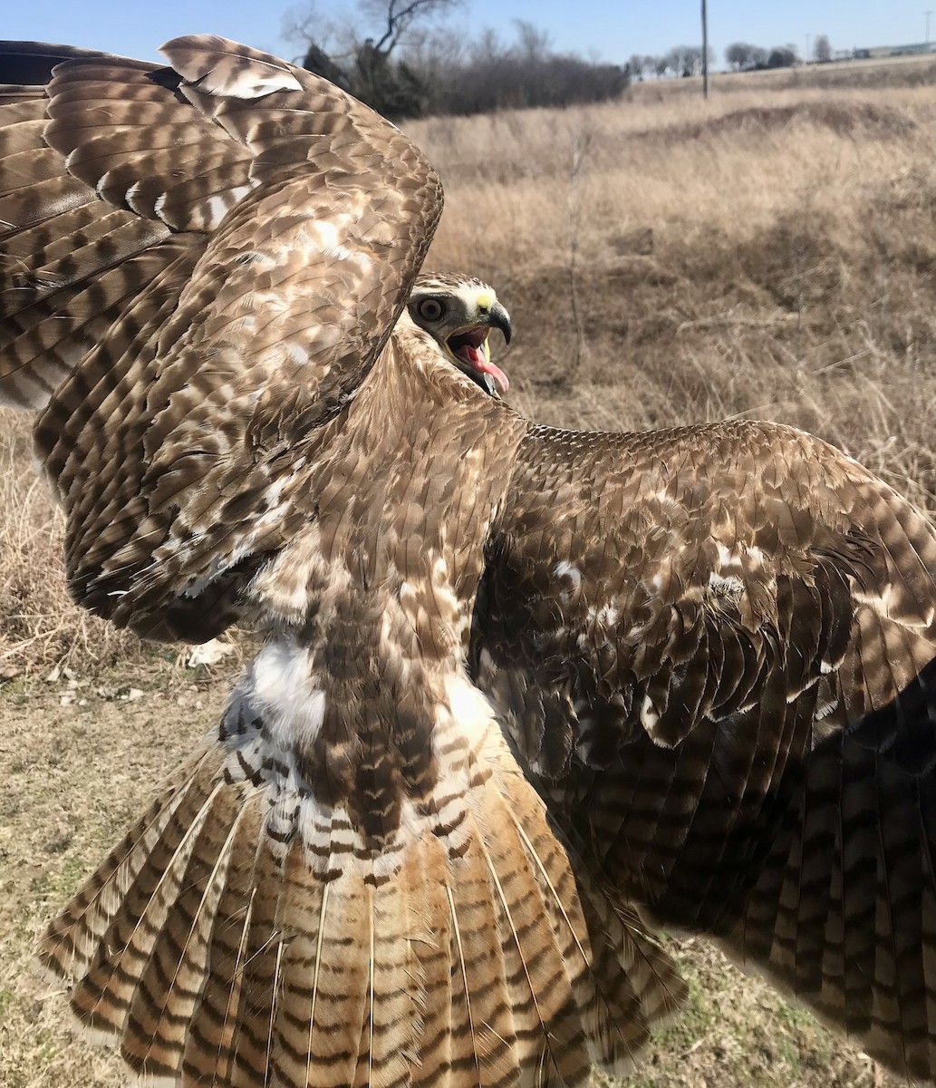 Red-tailed Hawk - ML432235521