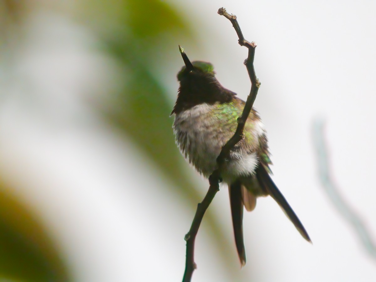 Amethyststernkolibri - ML432235771