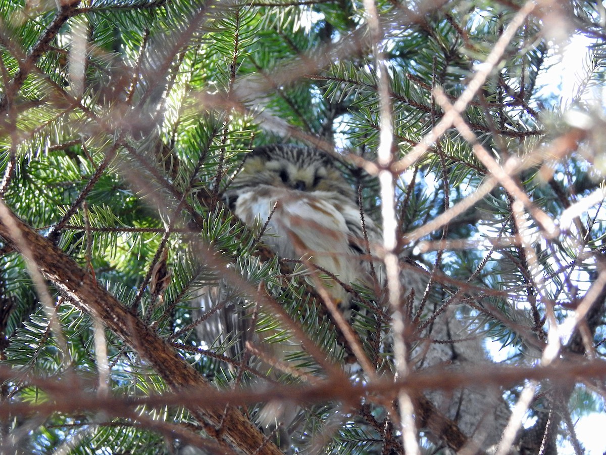 Northern Saw-whet Owl - ML432236141