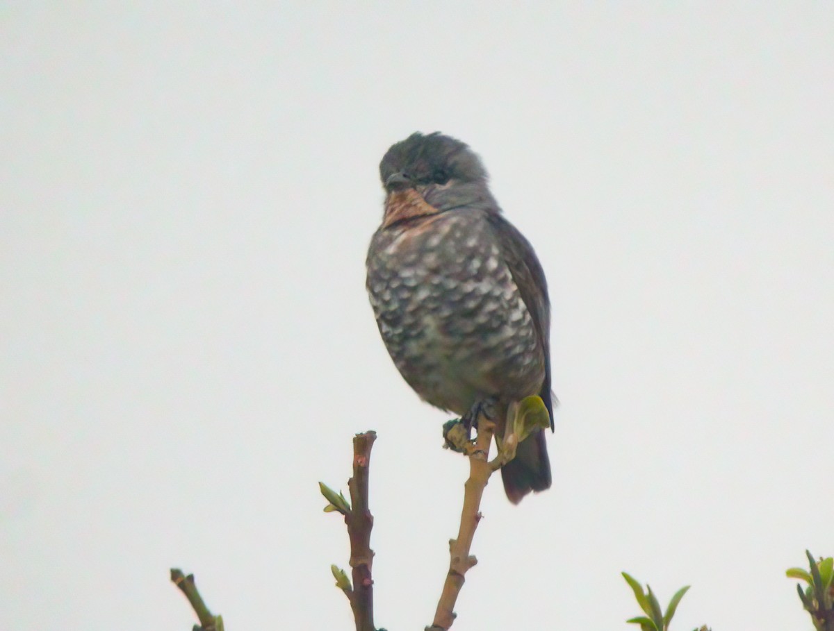 Buff-throated Purpletuft (Southern) - Chris Jones