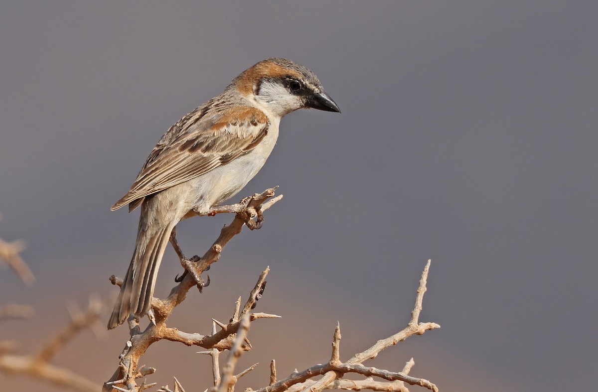 Abd al Kuri Sparrow - ML432236481