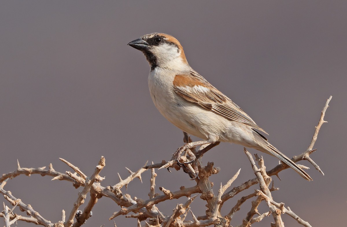 Abd al Kuri Sparrow - Robert Hutchinson