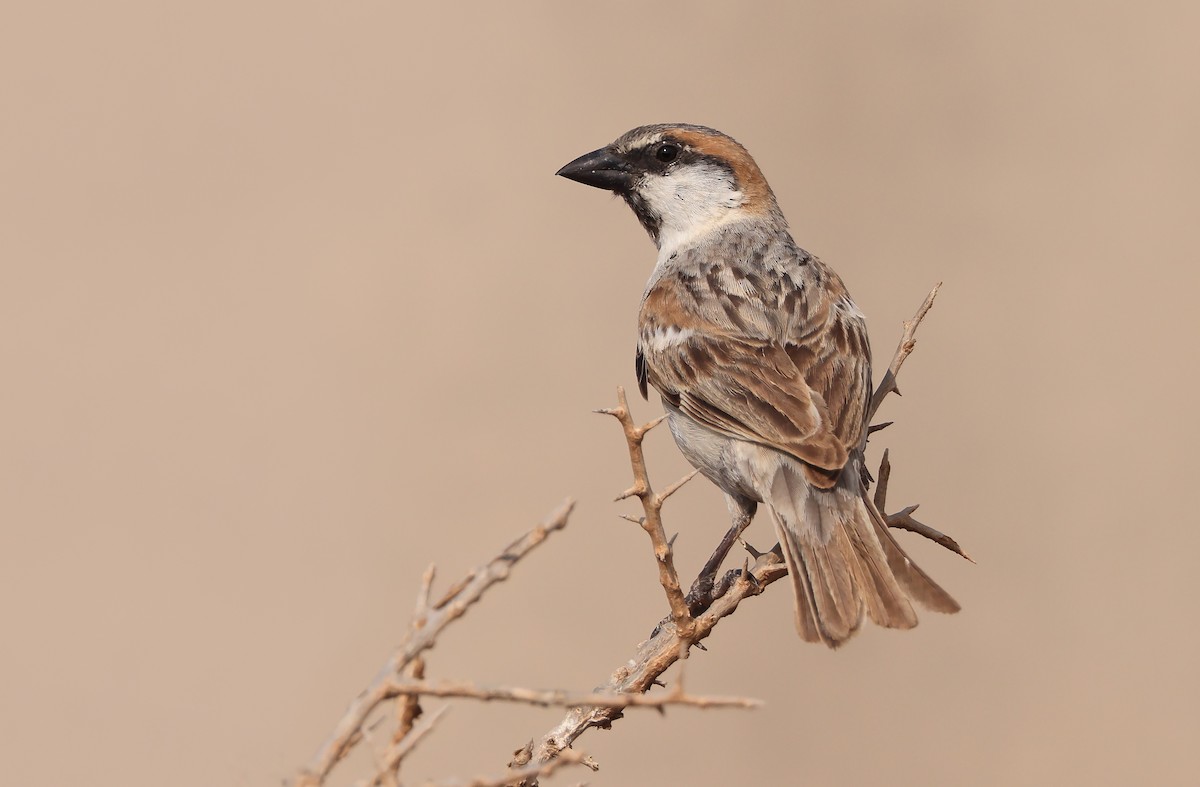 Abd al Kuri Sparrow - Robert Hutchinson