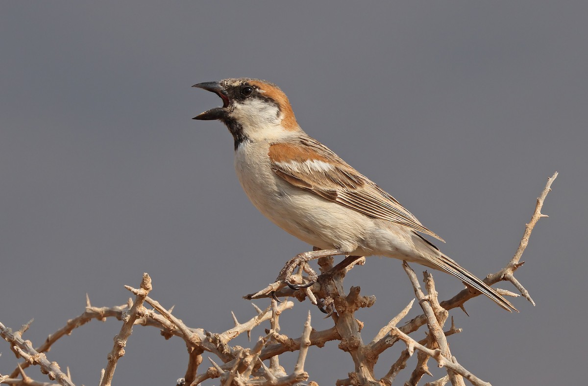 Abd al Kuri Sparrow - Robert Hutchinson