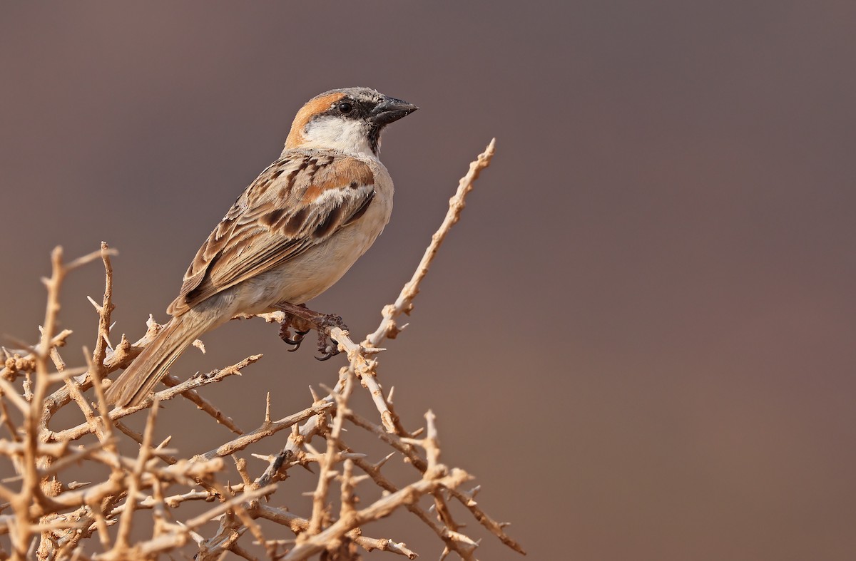 Abd al Kuri Sparrow - Robert Hutchinson