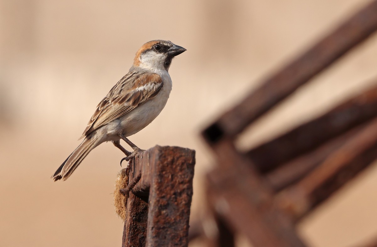 Abd al Kuri Sparrow - Robert Hutchinson