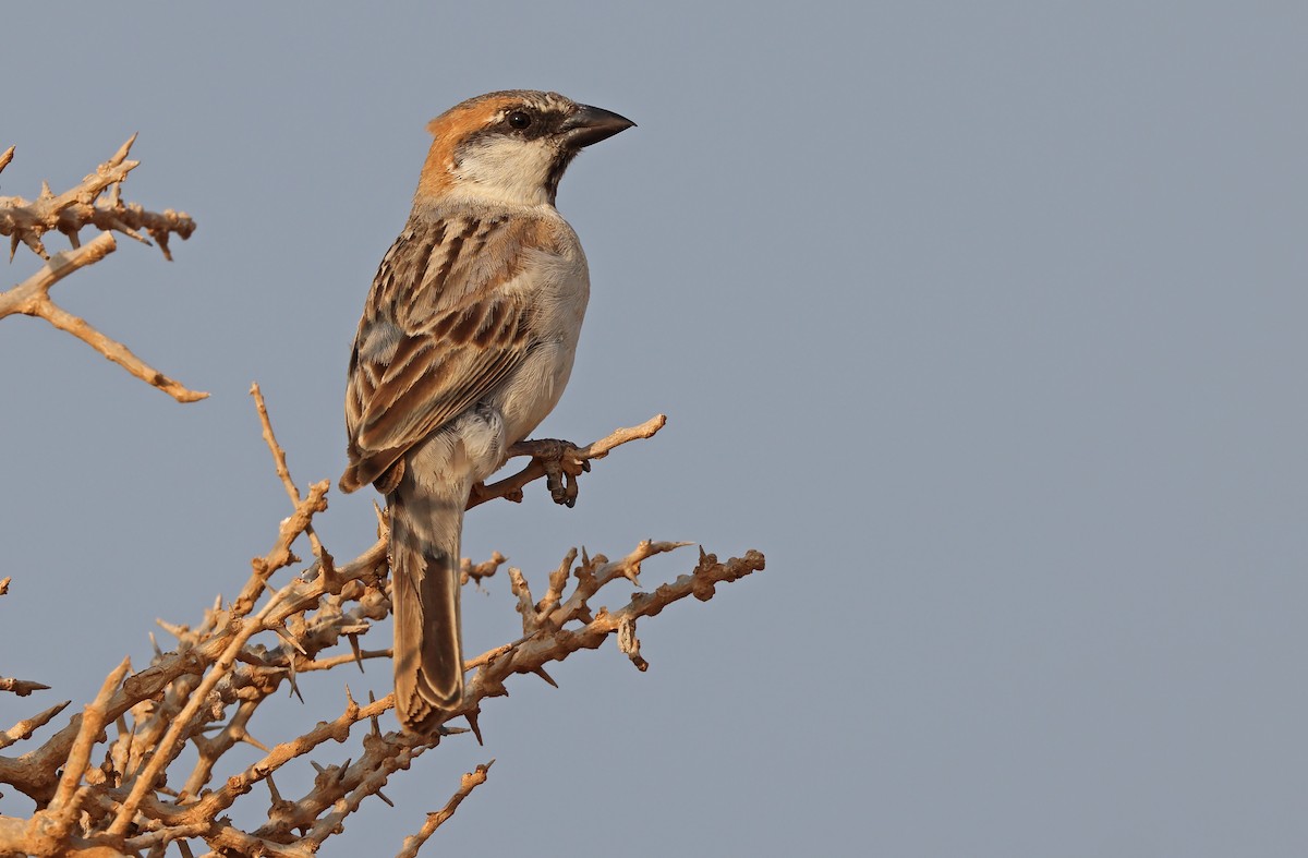 Abd al Kuri Sparrow - Robert Hutchinson