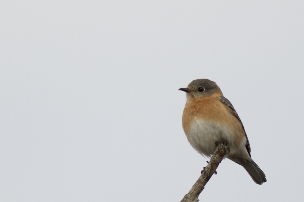 Eastern Bluebird - ML432236811