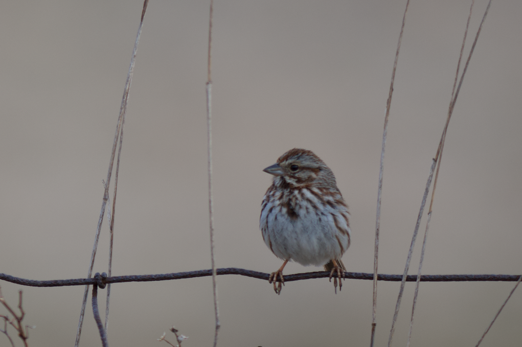 Song Sparrow - ML432237061