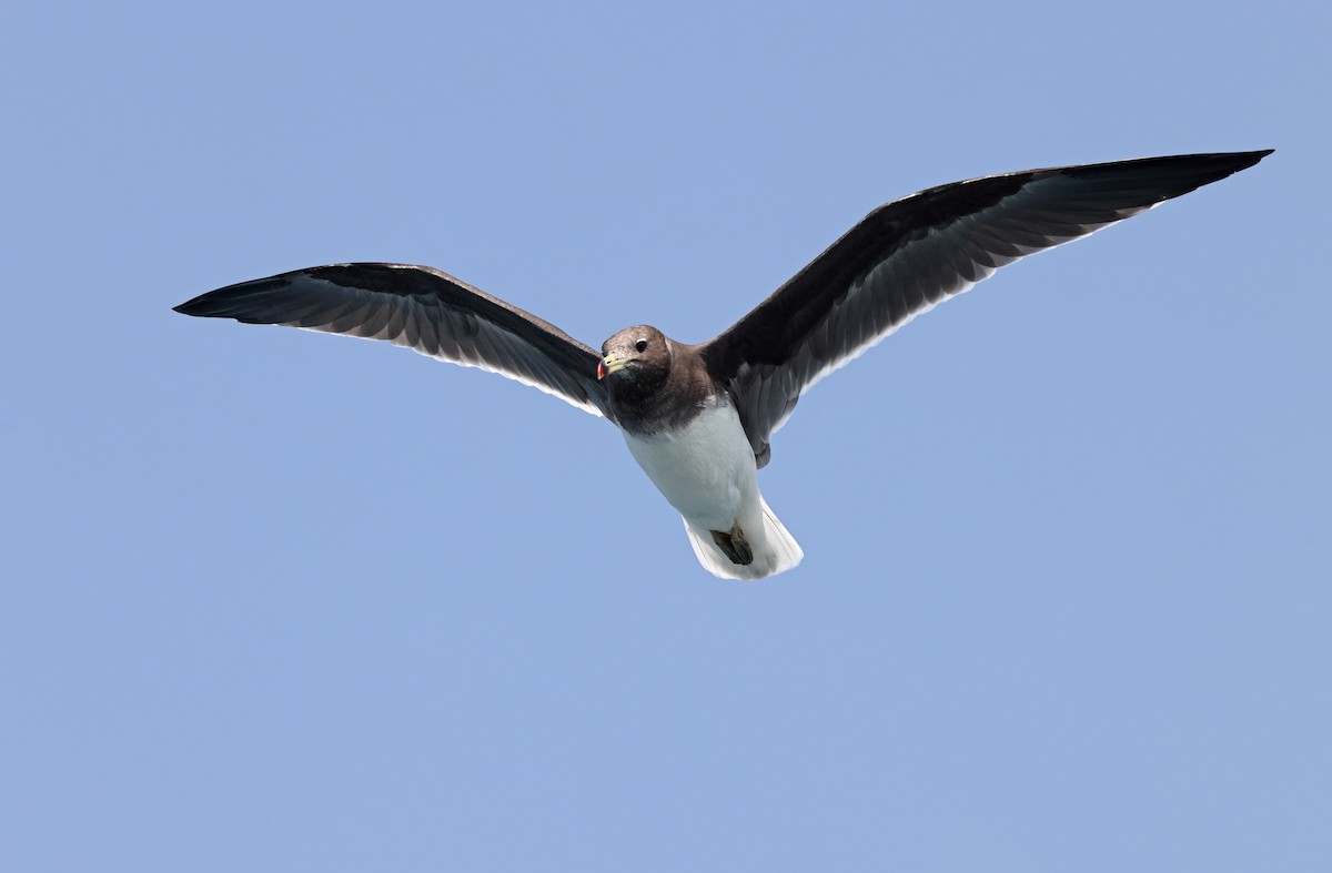 Sooty Gull - ML432237421